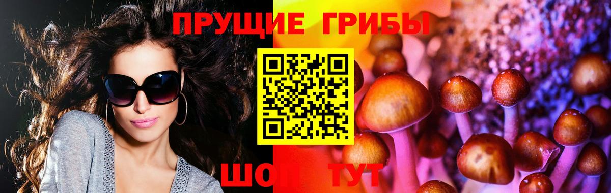 Галлюциногенные грибы Psilocybine cubensis Тайшет